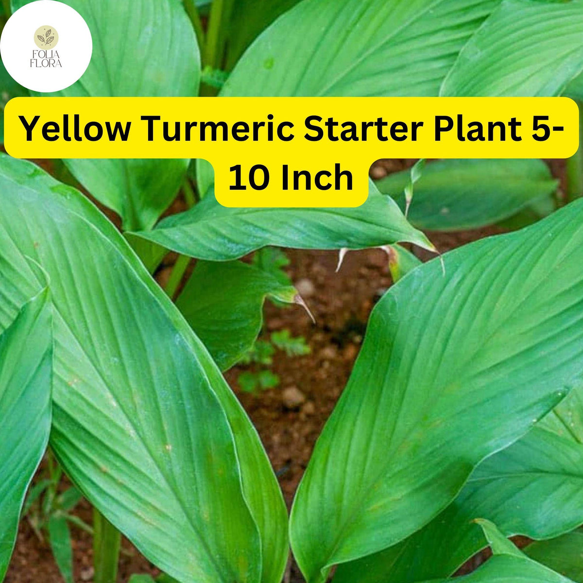 Yellow Turmeric Live Plant, 5-10 Inch Curcuma longa, Edible Ornamental Flowering Ginger Root for Home Gardens