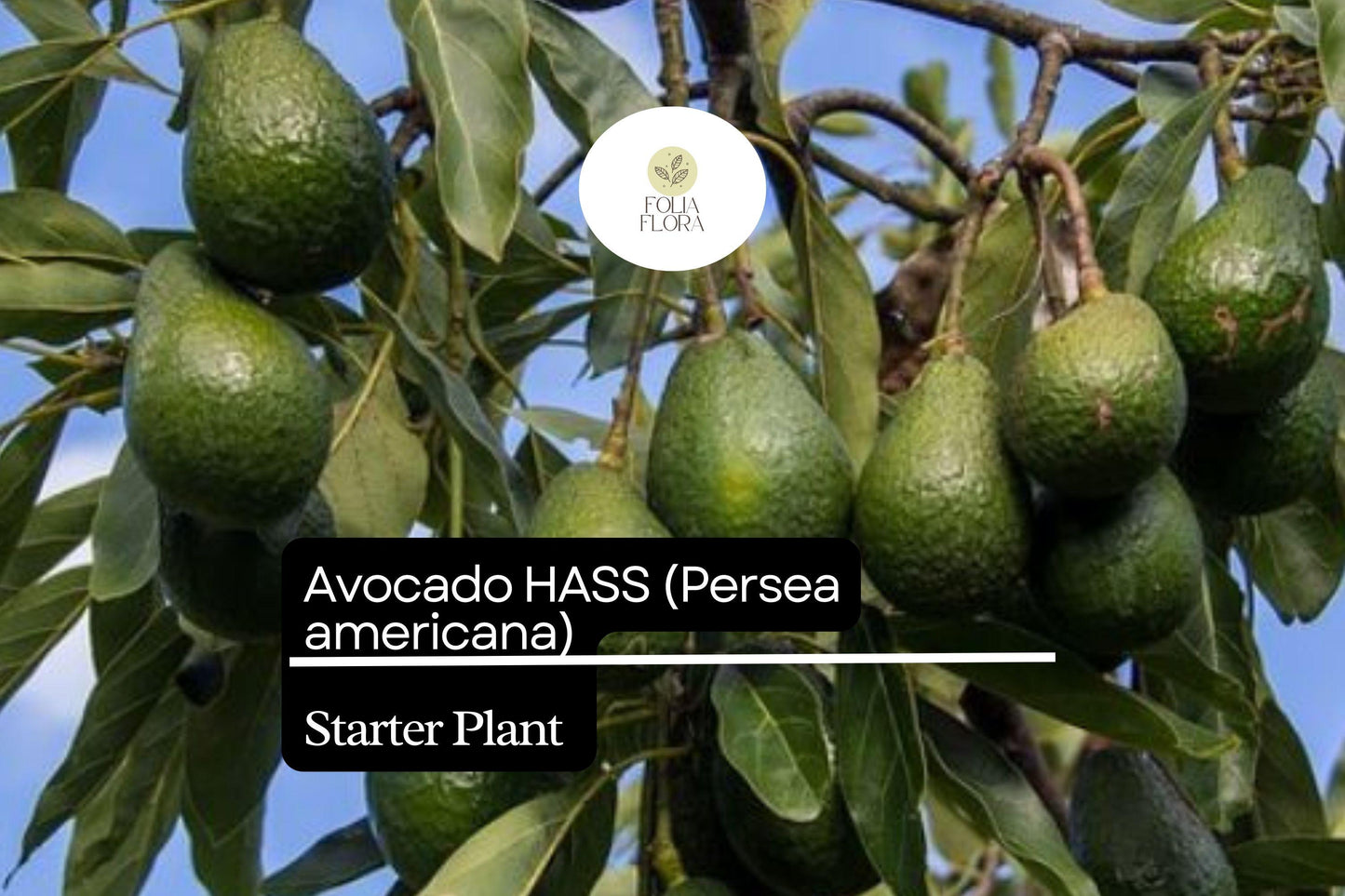 Avocado Hass Tree Starter Plant Live Tropical Fruit Tree 12-24" Persea americana for Home Garden, Patio, or Orchard