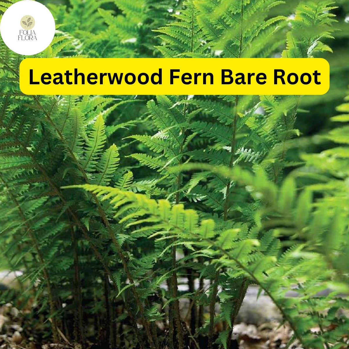 Leatherwood Fern Bare Root Plants, Native Woodland Ferns, Dryopteris marginalis, Evergreen Fronds, Shade-Tolerant Perennials