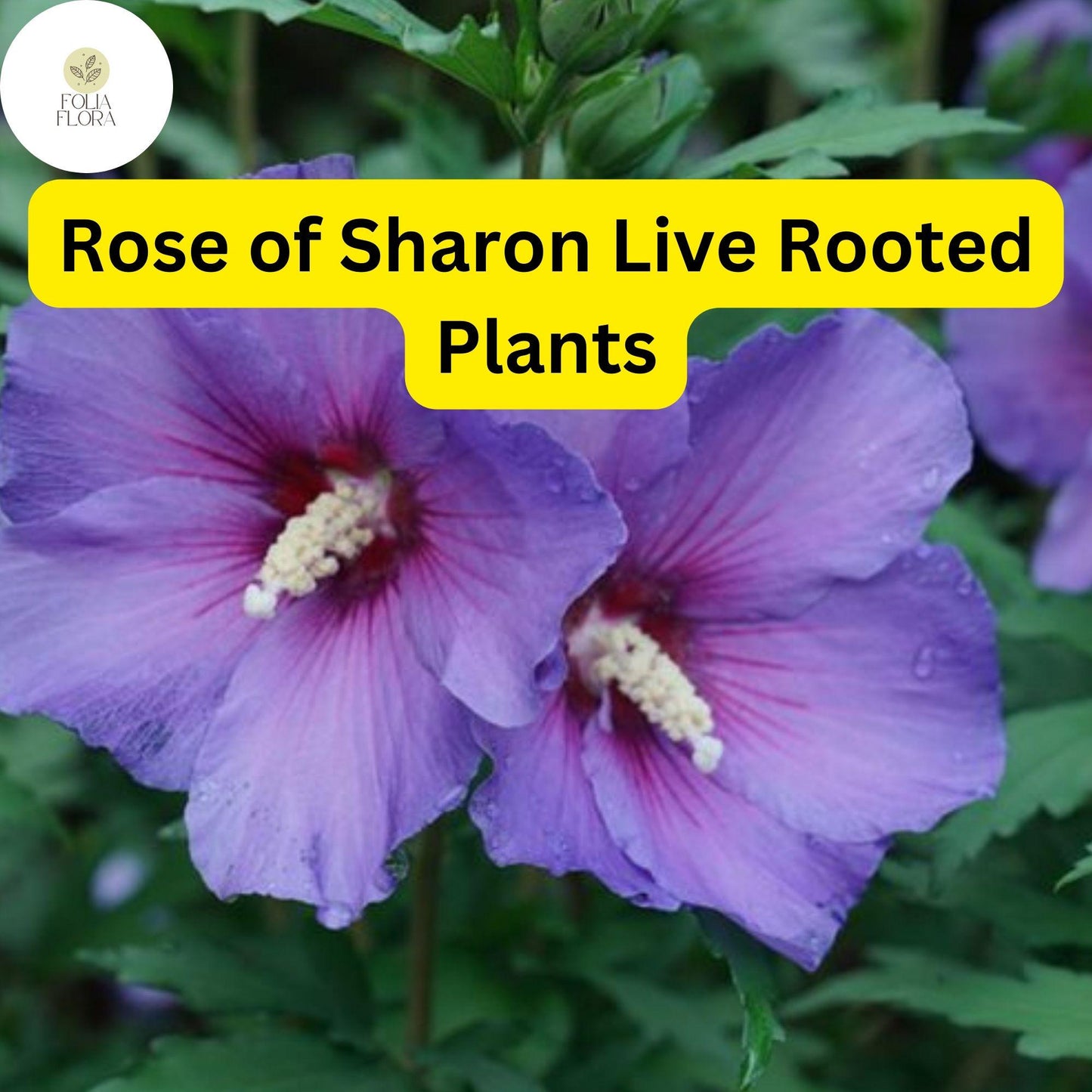 Organic Rose of Sharon Hibiscus Live Plants – 2 Bushes with Roots, Pink, White & Purple Flowers, Hardy Perennial Shrubs for Garden Beds