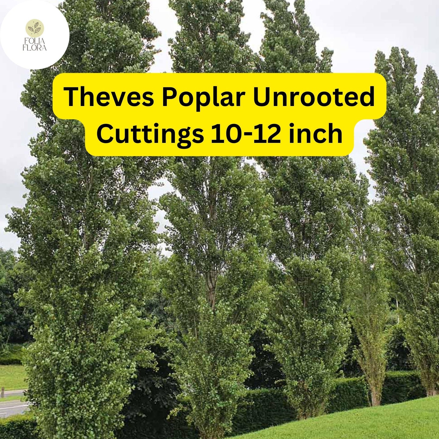 Unrooted Theves Poplar Cuttings 10-12 Inch | Fast-Growing Privacy Screen & Windbreak | Populus nigra ‘Afghanica’