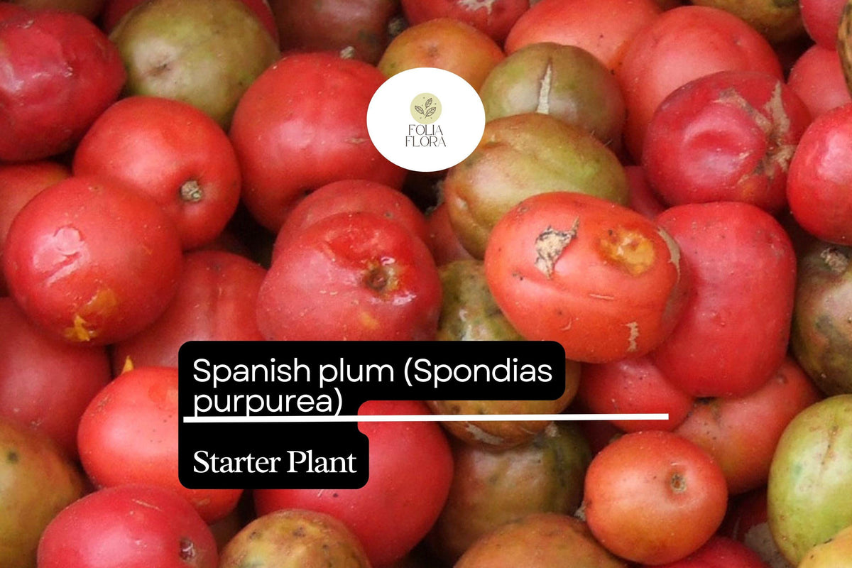 Spanish Plum Tree Starter Plant 3-4 ft Spondias purpurea Tropical Fruit Tree Live Plant