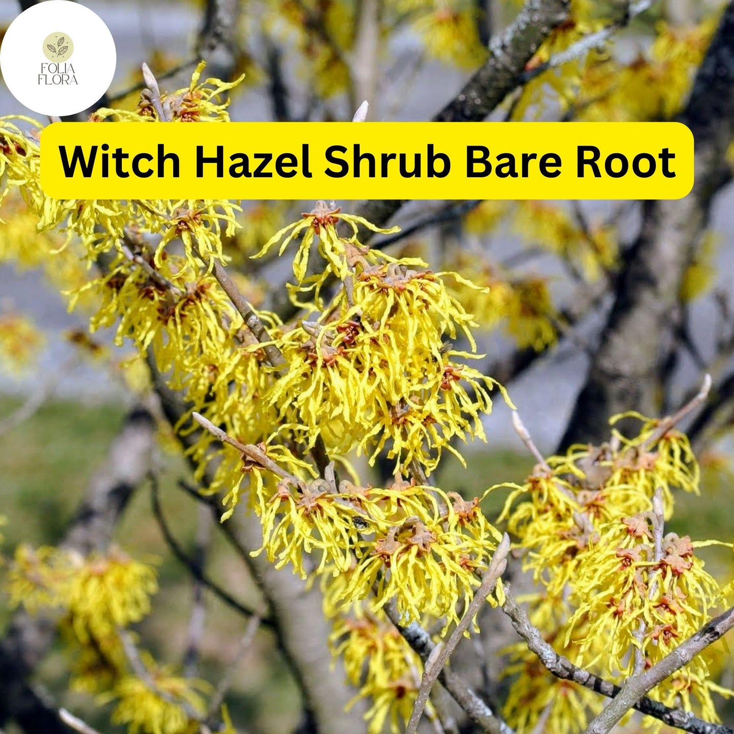 Fragrant Witch Hazel Shrub – Yellow Ribbon Blooms, Bare Root, Hamamelis virginiana, Zones 3-8