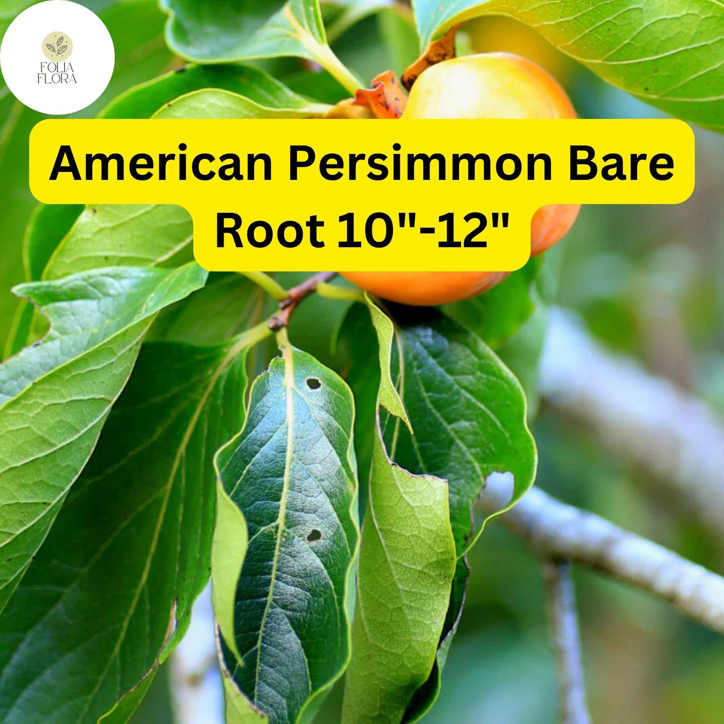 American Persimmon Tree Bare Root Plants - 10-12" Diospyros virginiana, Edible Orange Fruits, Native Shade & Wildlife Tree