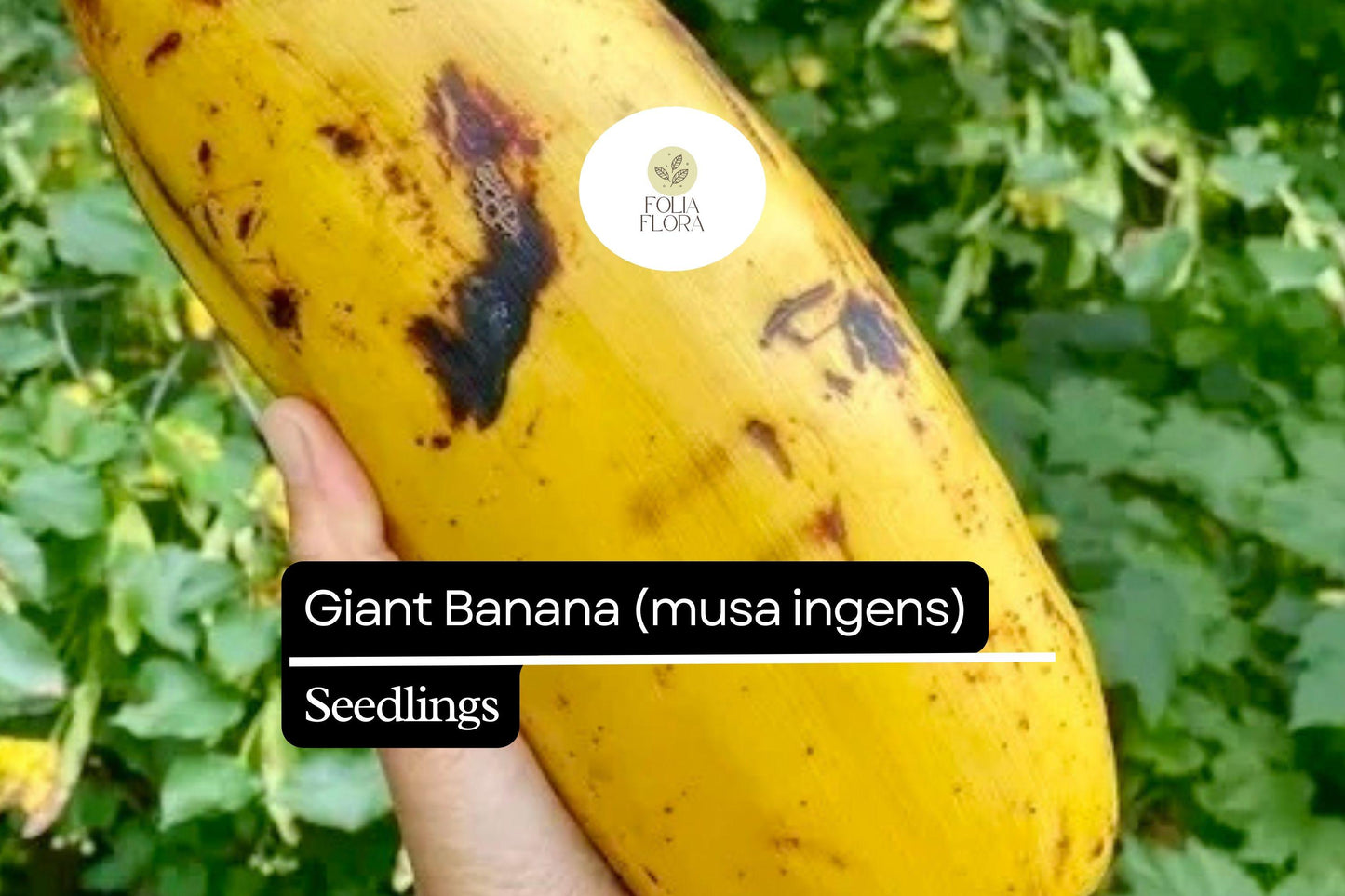 Giant Banana Seedling | Musa ingens | Rare Tropical Fruit Plant for Garden or Greenhouse