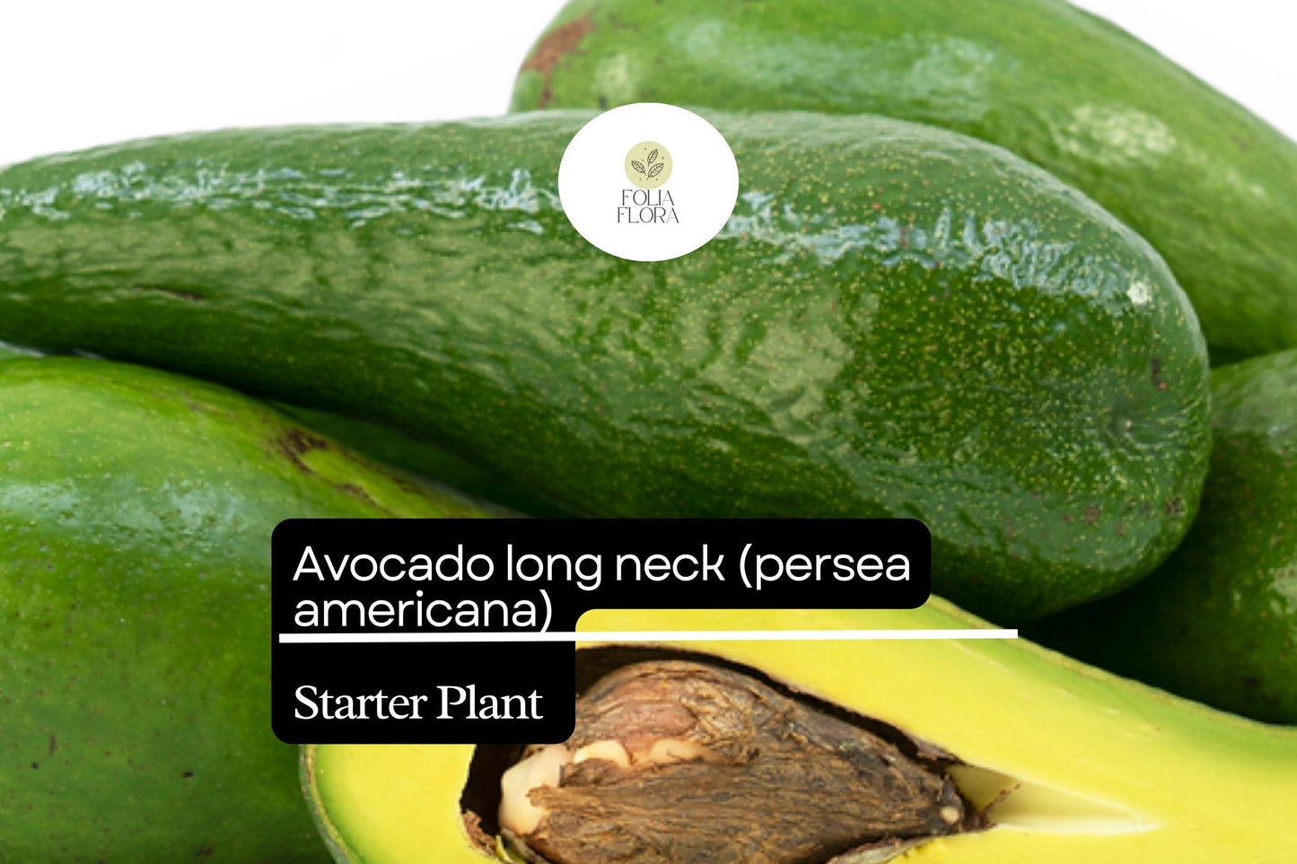 Live Long Neck Avocado Tree (Persea americana) 2-3 ft Starter Plant, Tropical Fruit Tree with Elongated, Creamy Fruits