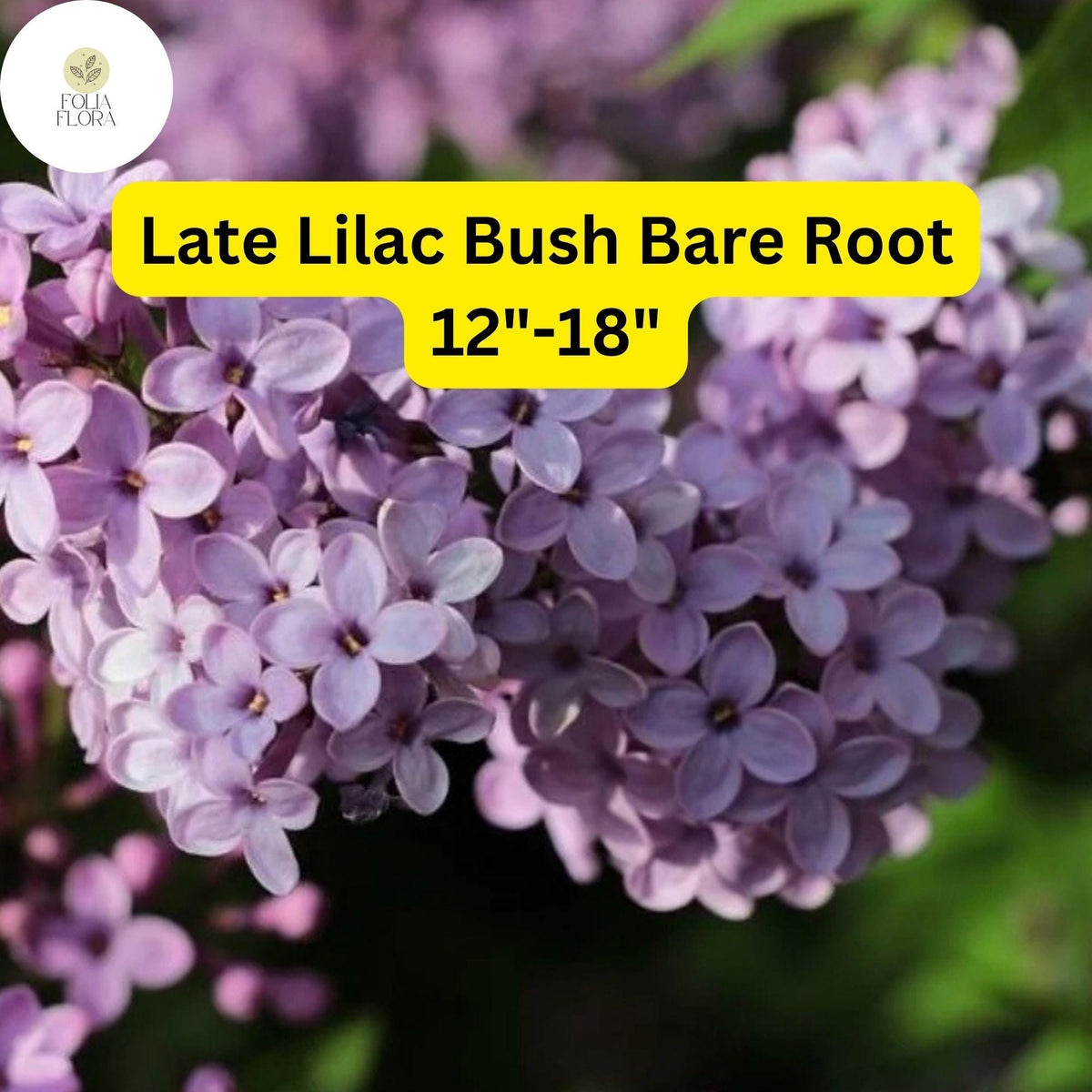 Fragrant Late Lilac Bush Bare Root Plant 12-18" Syringa villosa, Pinkish-Lavender Flowers, Hardy Shrub for Garden