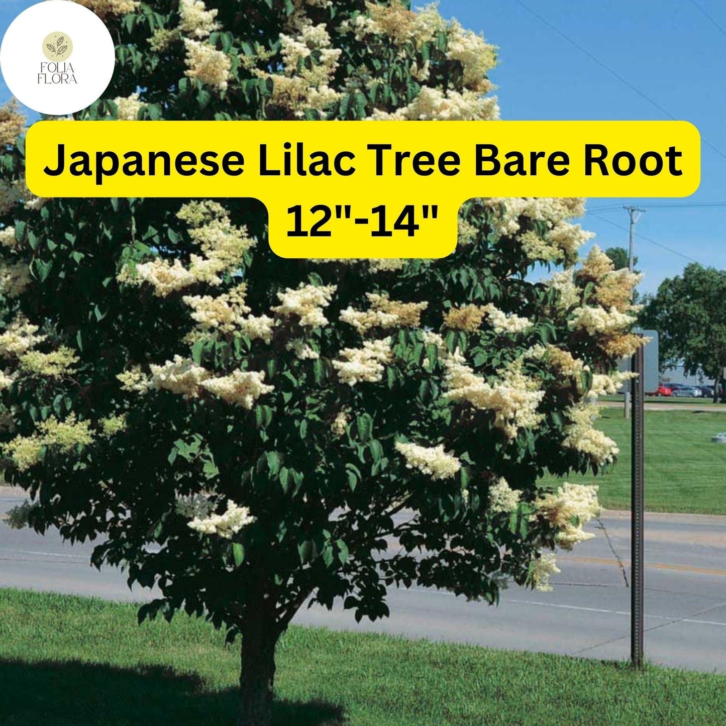 Japanese Lilac Tree Bare Root Syringa reticulata – 12-14" Fragrant Ornamental Tree for Gardens & Landscapes