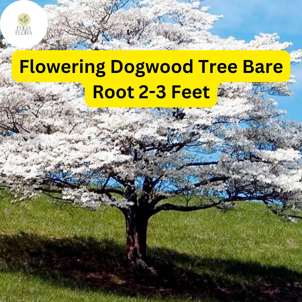 Flowering Dogwood Tree Bare Root Plant – 2-3 Feet, Cornus florida, Ornamental, Pollinator & Bird Friendly