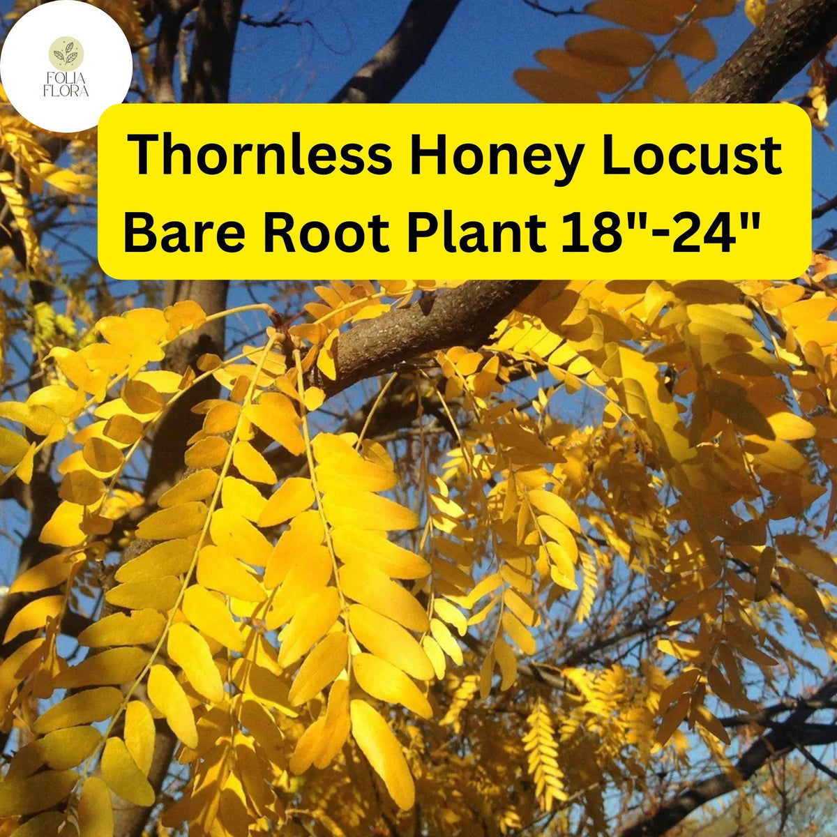 Thornless Honey Locust Tree Live Bare Root Plant 18-24" Gleditsia triacanthos inermis Ornamental Shade Tree