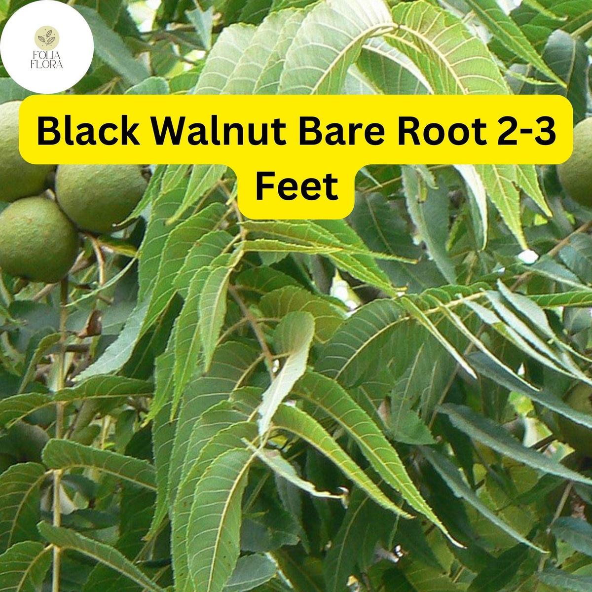 Black Walnut Tree Live Bare Root Plant – Edible Nuts, Hardwood Shade Tree, Juglans nigra, Zones 4-9
