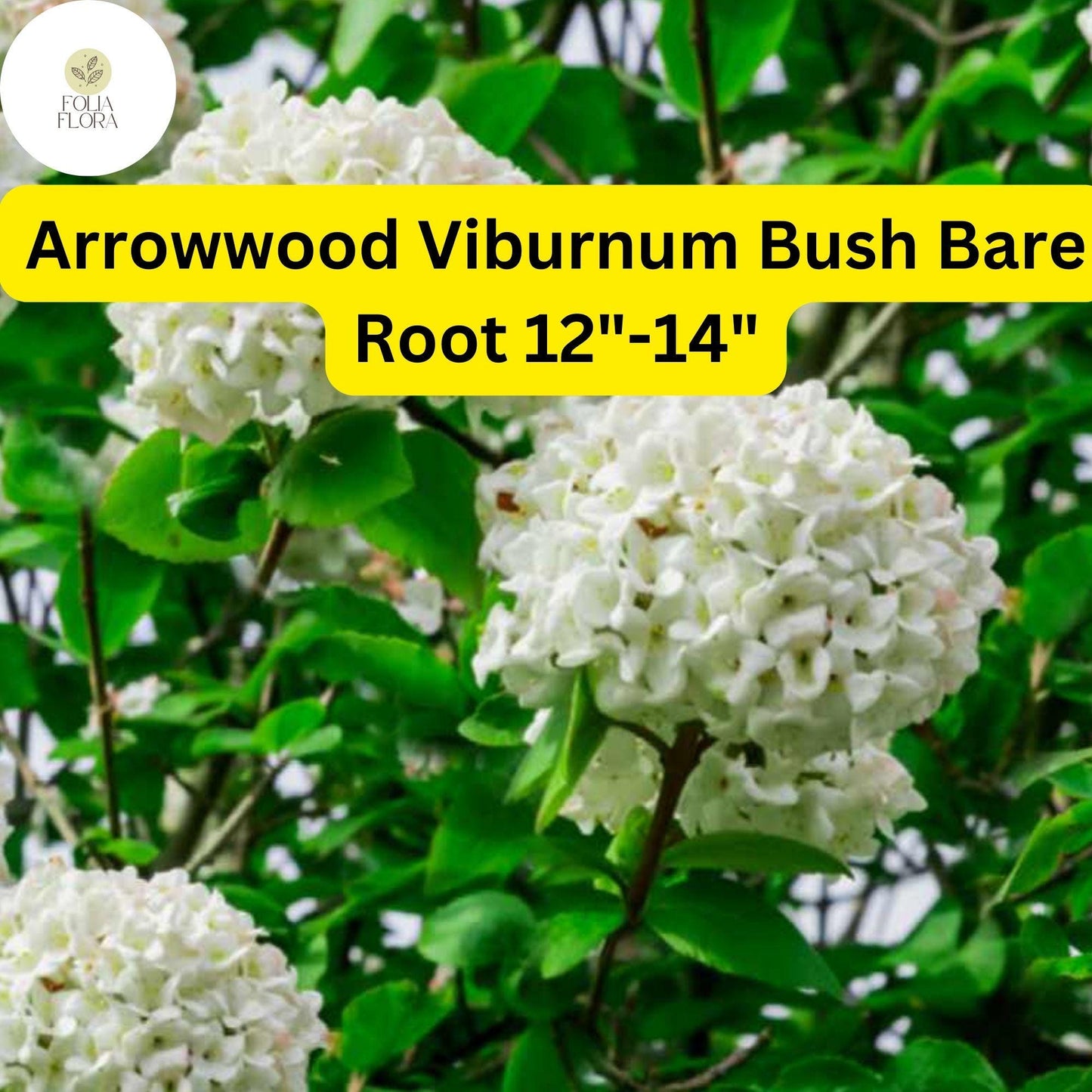 Arrowwood Viburnum Bare Root Plant 12-14" | Viburnum dentatum Shrub for Landscaping, Privacy, Wildlife