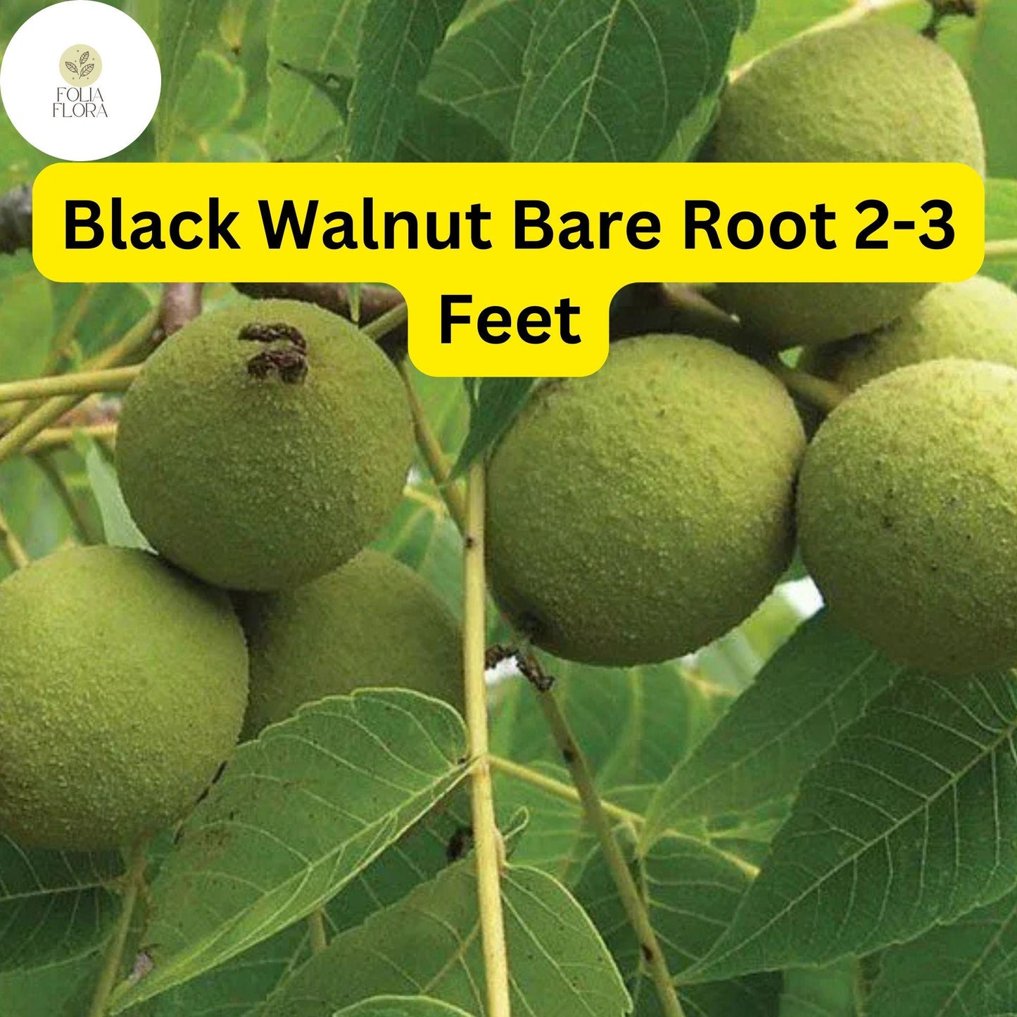 Black Walnut Tree Bare Root Plants – Nut-Producing Shade Tree, Juglans nigra, 2-Pack, Zones 4-9