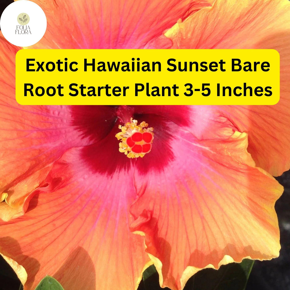 Exotic Hibiscus Bare Root Starter Plant - Hawaiian Sunset Fiesta - Tropical Flowering Shrub - Hibiscus rosa-sinensis