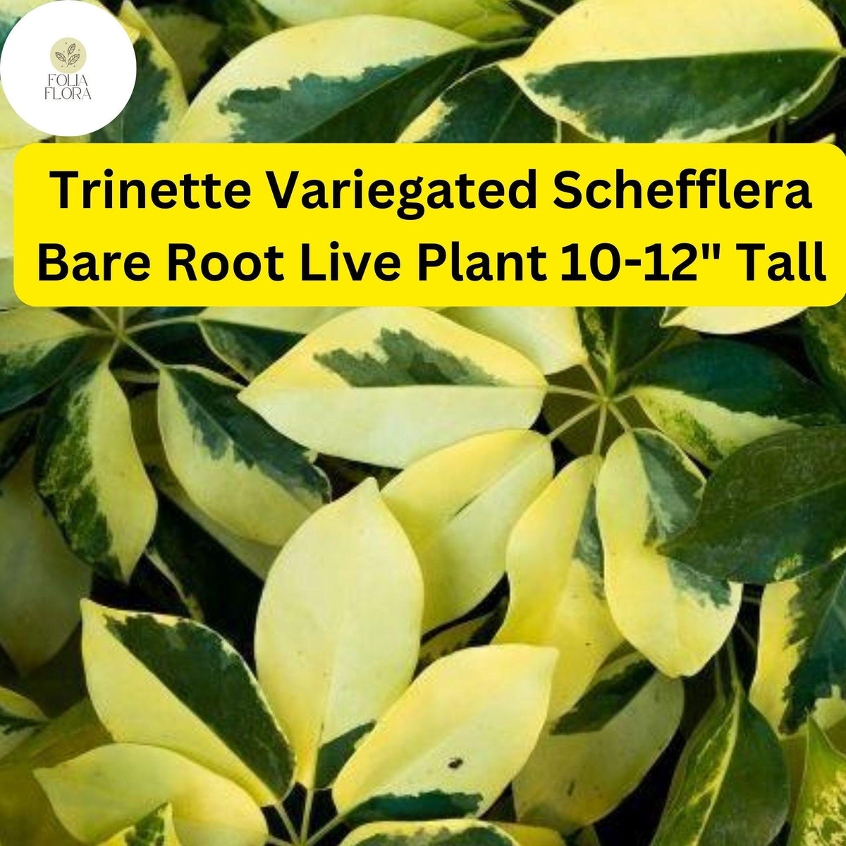Trinette Variegated Schefflera - Umbrella Tree Live Plant, 10-12 Inches, Variegated Foliage, Indoor Air Purifier, Easy-Care