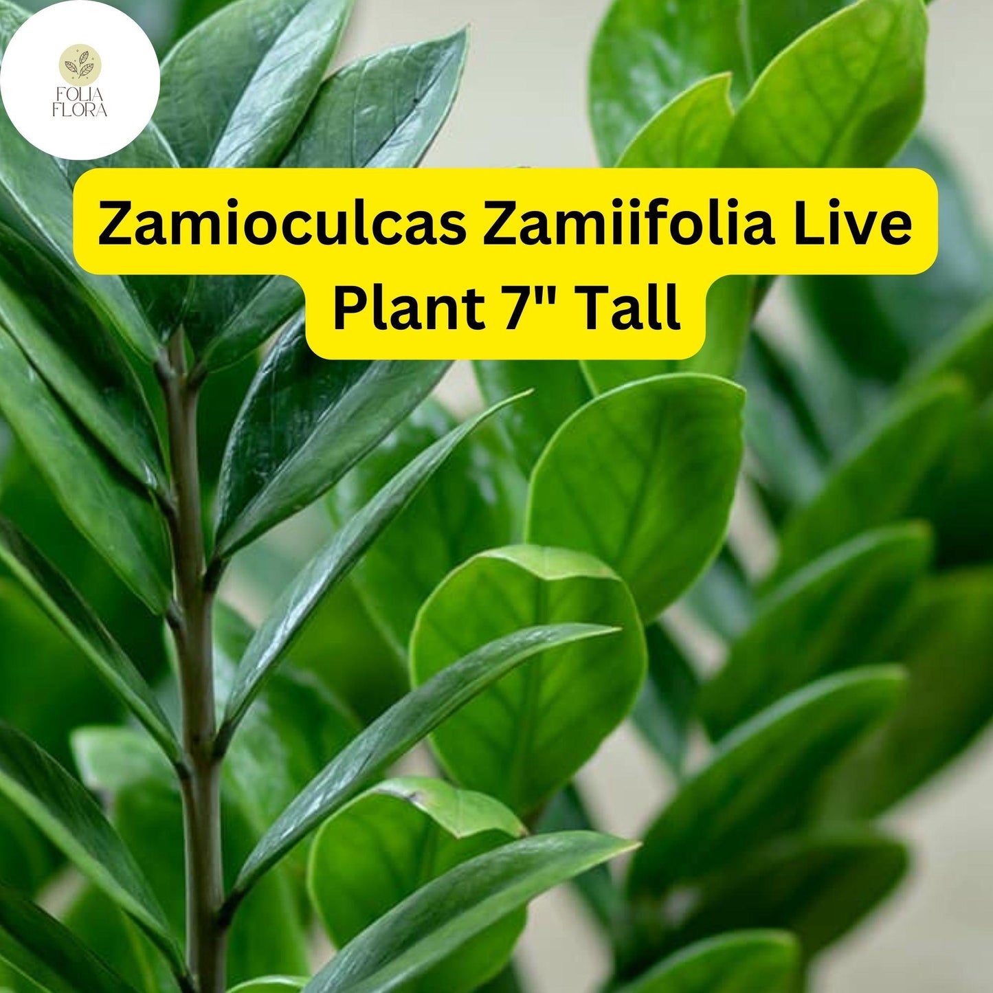 ZZ Chameleon Live Plant – 7-Inch Low-Light Indoor Houseplant in 4-Inch Pot, Drought-Tolerant, Air-Purifying, Zamioculcas zamiifolia
