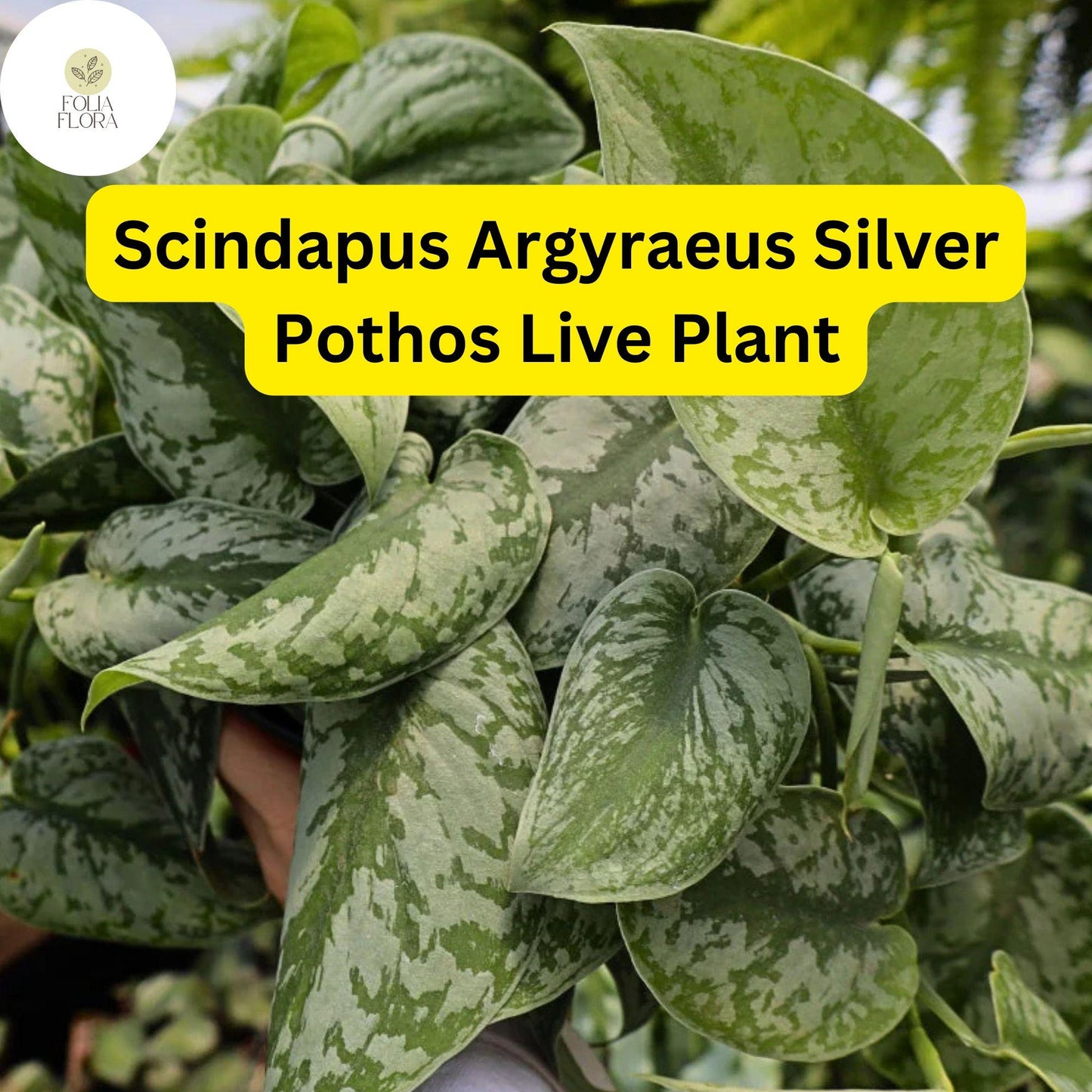 Silver Pothos Live Plant in 4-Inch Pot – Scindapsus Argyraeus, Air-Purifying, Trailing Vine, Indoor Houseplant