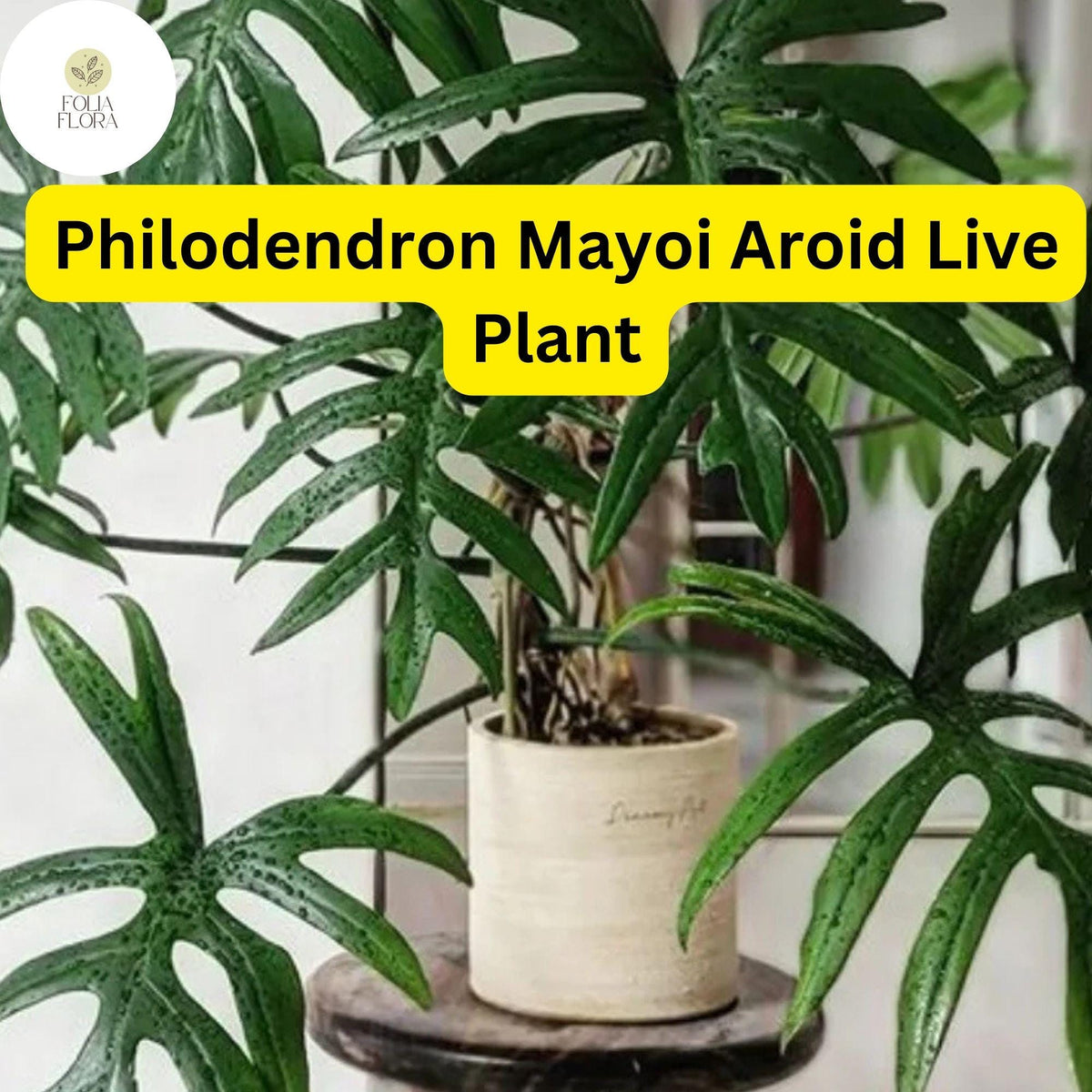 Philodendron Mayoi Live Plant in 4-Inch Pot, Tropical Indoor Houseplant, Easy-Care, Air-Purifying, Deep Green Foliage
