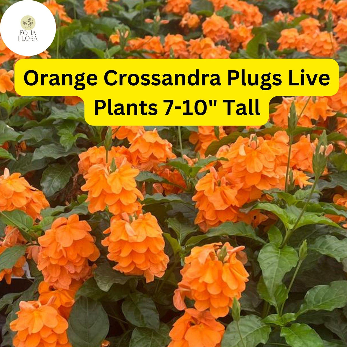 Orange Crossandra Live Plant Plug – Tropical Firecracker Flower, Bright Orange Blooms, Crossandra infundibuliformis