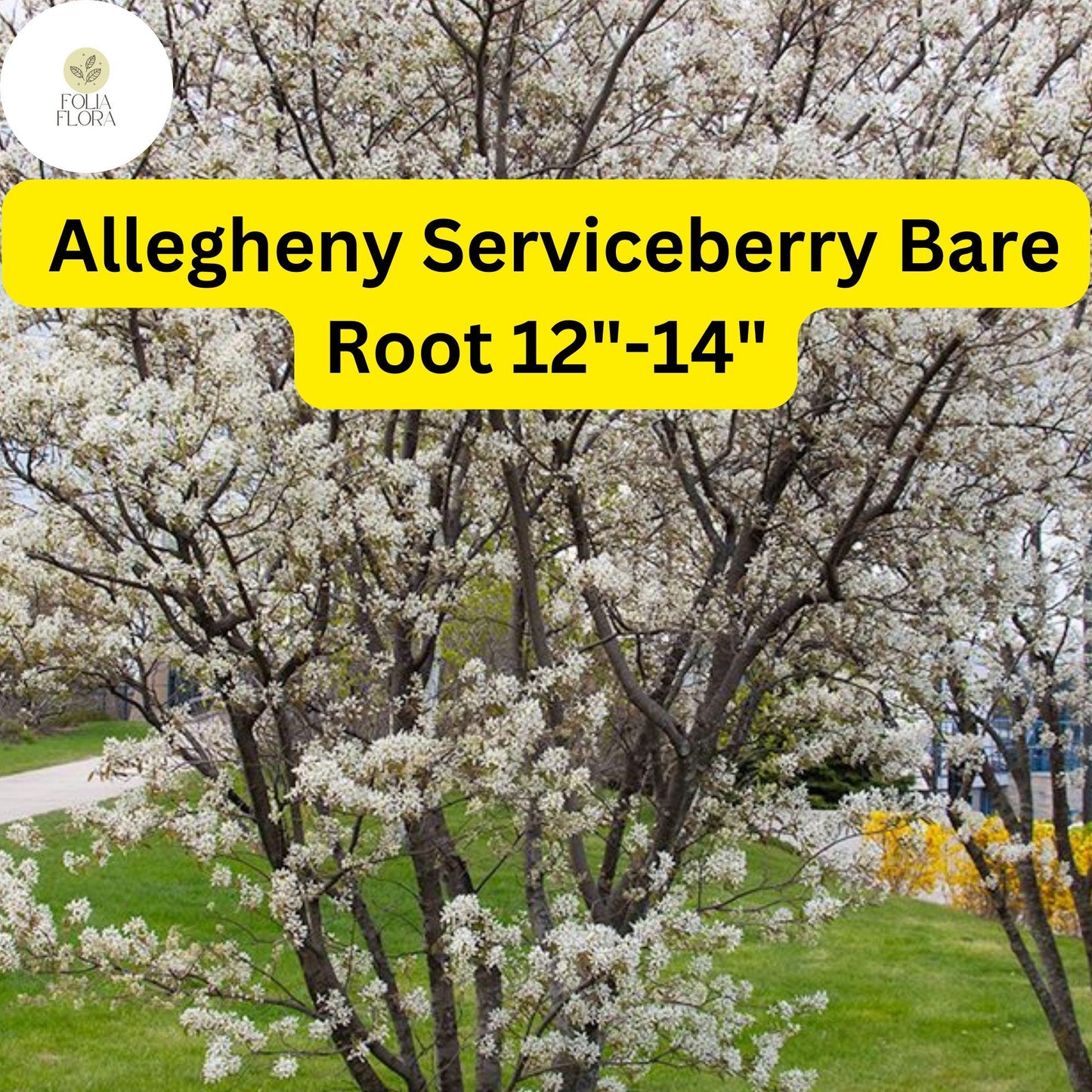 Allegheny Serviceberry Tree Bare Root 12-14" Amelanchier laevis, Edible Berries, Ornamental, Wildlife Garden