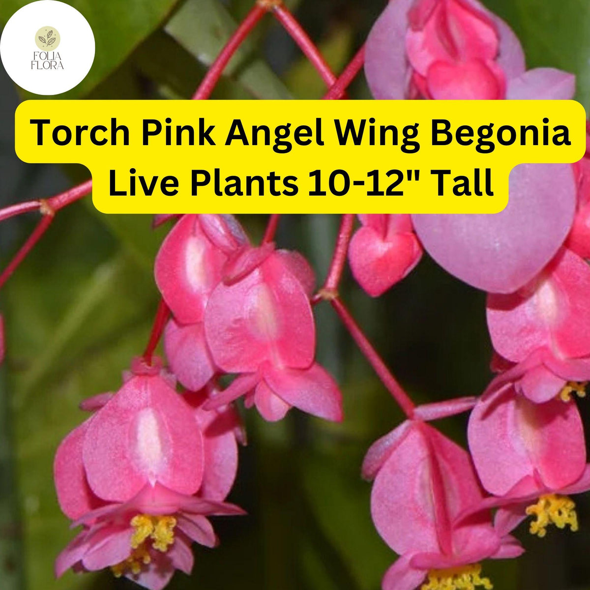 Torch Pink Angel Wing Begonia Live Plant - 10-12 Inches, Vibrant Pink Flowers & Speckled Foliage, Begonia coccinea