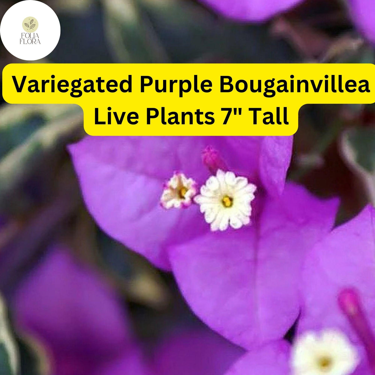 Variegated Purple Bougainvillea Live Plant – 7" Tall, Drought-Tolerant Tropical Vine with Vibrant Purple Bracts & Variegated Foliage