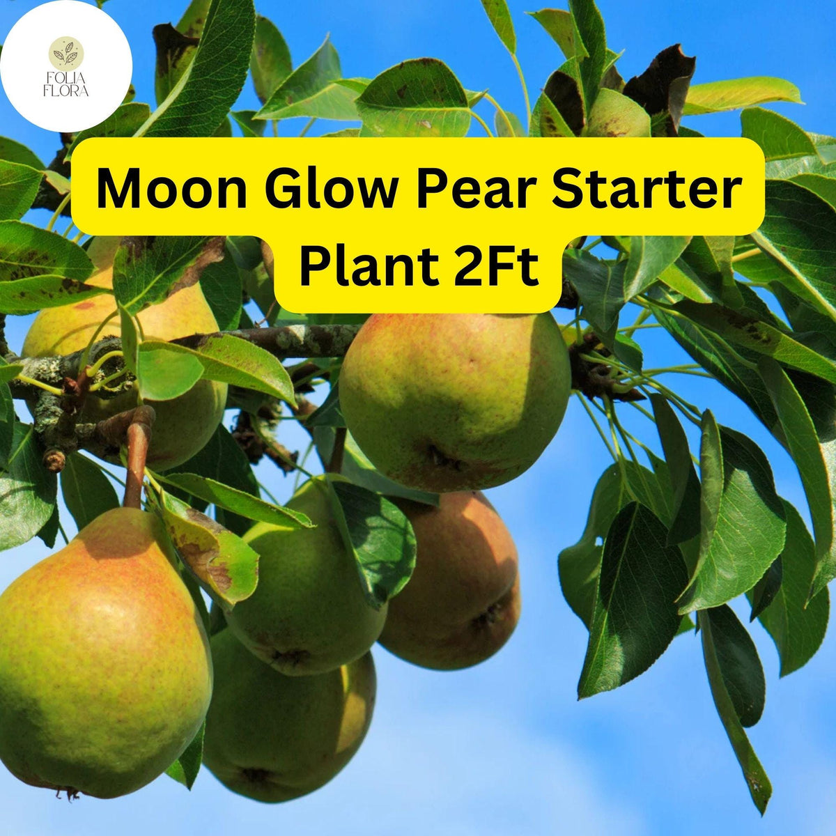 Moon Glow Pear Tree – 2ft Live Fruit Tree Pyrus communis, Edible Pears, White Blossoms, Hardy Backyard Garden Plant