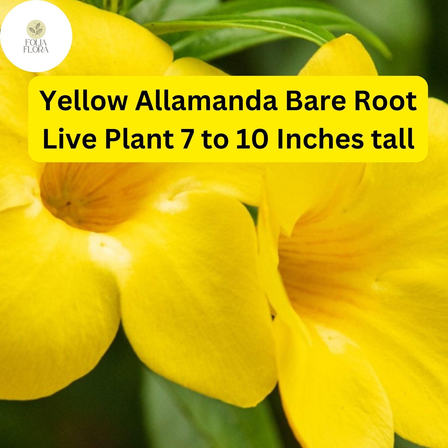 Yellow Allamanda Bare Root Plant – Perennial Tropical Vine with Bright Yellow Trumpet Flowers – Allamanda cathartica