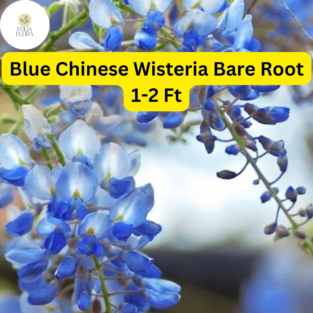 Bare Root Blue Chinese Wisteria Tree 1-2 Ft Lavender-Blue Fragrant Blooms Wisteria sinensis