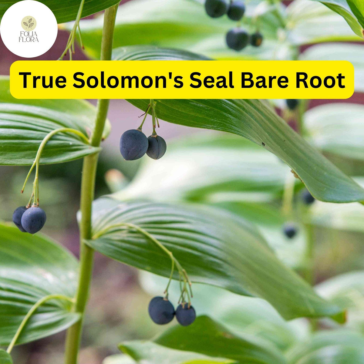 10 Bare Root Solomon's Seal Plants (Polygonatum biflorum) - Shade-Loving Perennials for Woodland Gardens