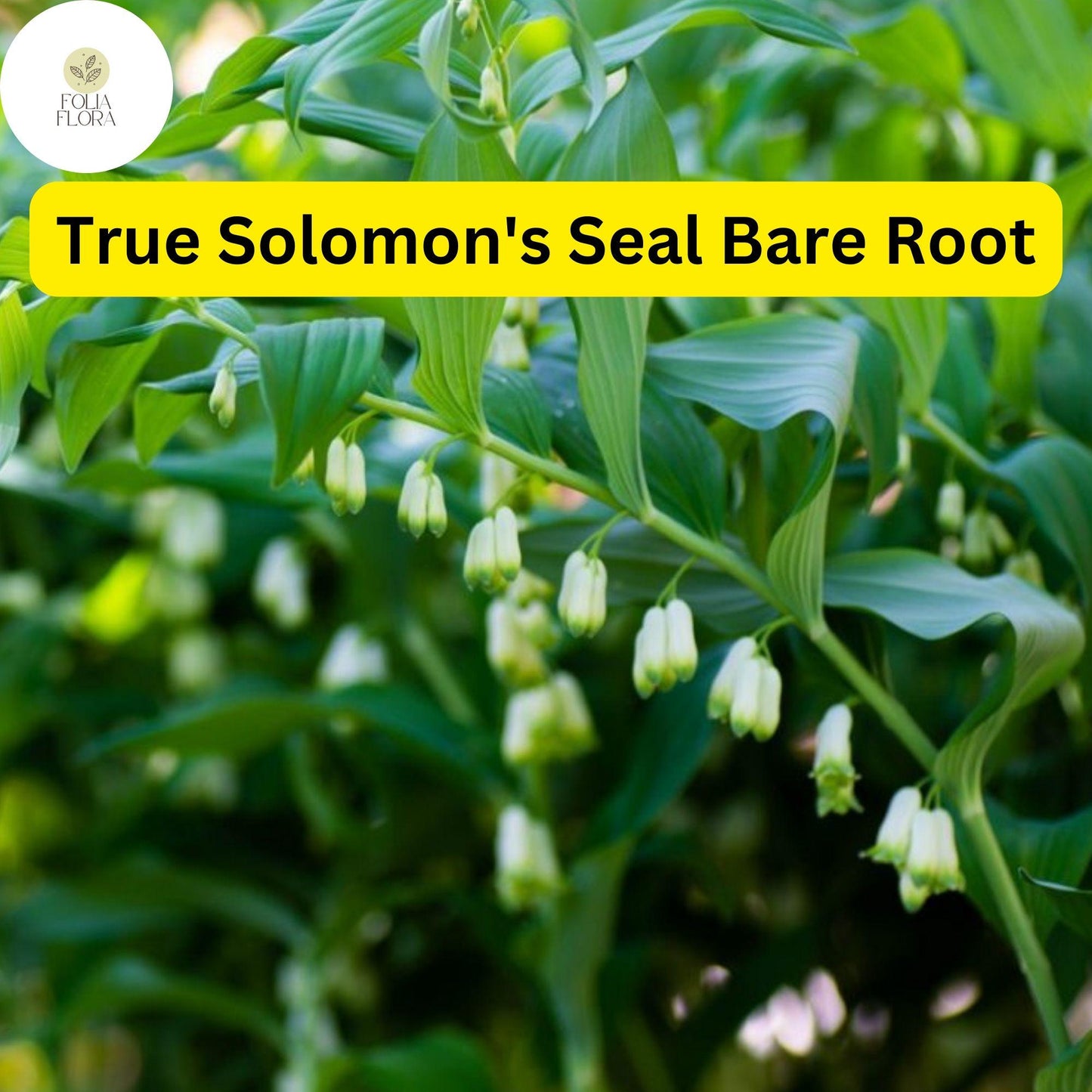3 True Solomon's Seal Plants Polygonatum biflorum Bare Root Perennials Shade-Loving Wildflowers for Woodland Gardens