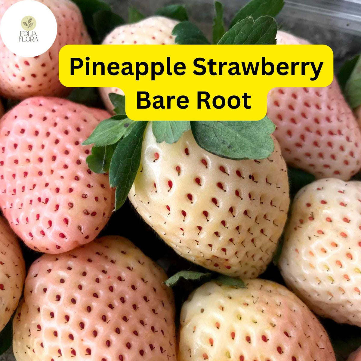 Bare Root Pineapple Strawberry Plants – Fragaria × ananassa, White Berries, Edible Fruit, Perennial Garden Plants
