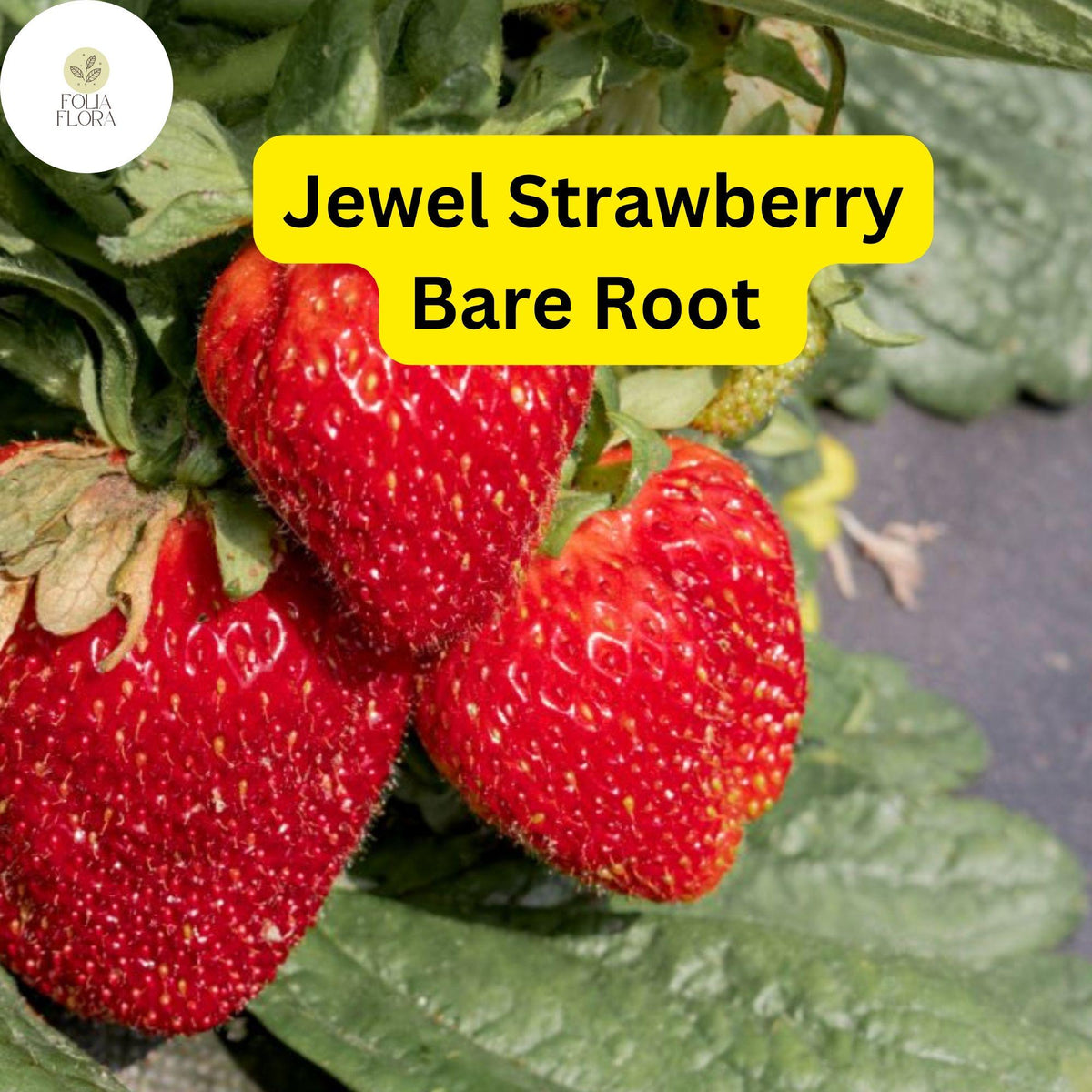 Jewel Strawberry Bare Root Plants - High-Yield, Cold-Hardy Fragaria × ananassa for Gardens & Containers