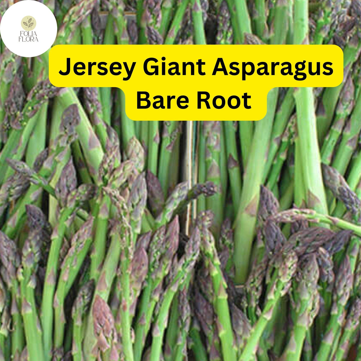 Jersey Giant Asparagus Crowns 2-Year Bare Root Perennial Vegetable, Green, High Yield, Disease-Resistant, Asparagus officinalis