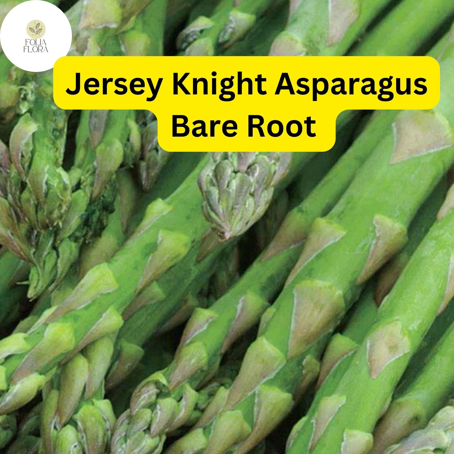 Jersey Knight Asparagus Plant | 2-Year Bare Root Crowns | High Yield, Disease-Resistant, Green Spears | Asparagus officinalis