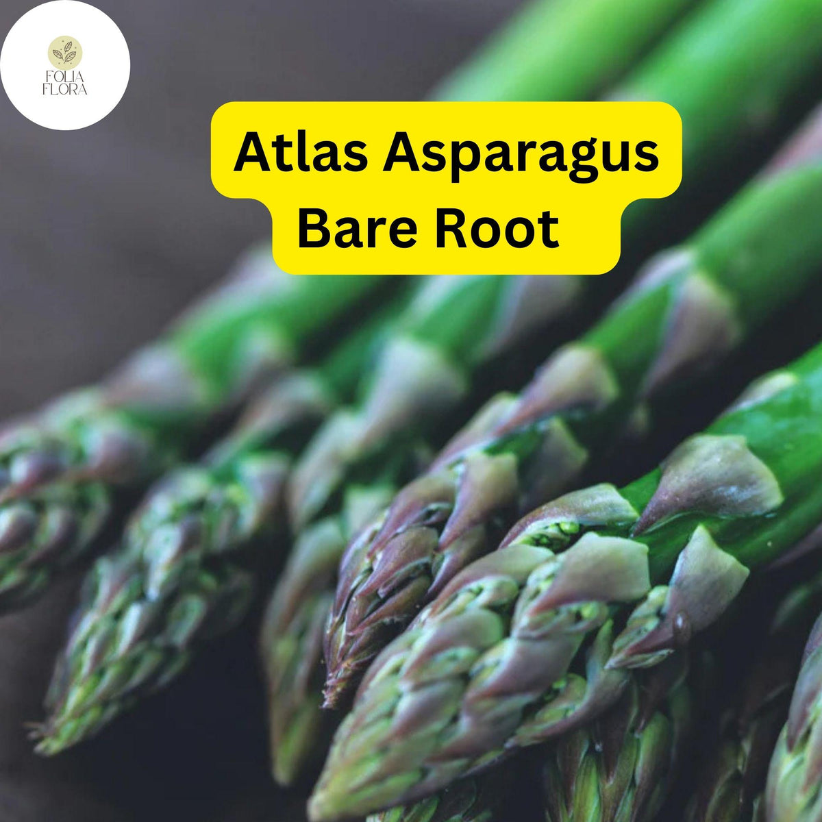 Green Atlas Asparagus Bare Root Plants – 25 Crowns, 2-Year-Old, Hardy Perennial, High Yield, Disease-Resistant, Asparagus officinalis