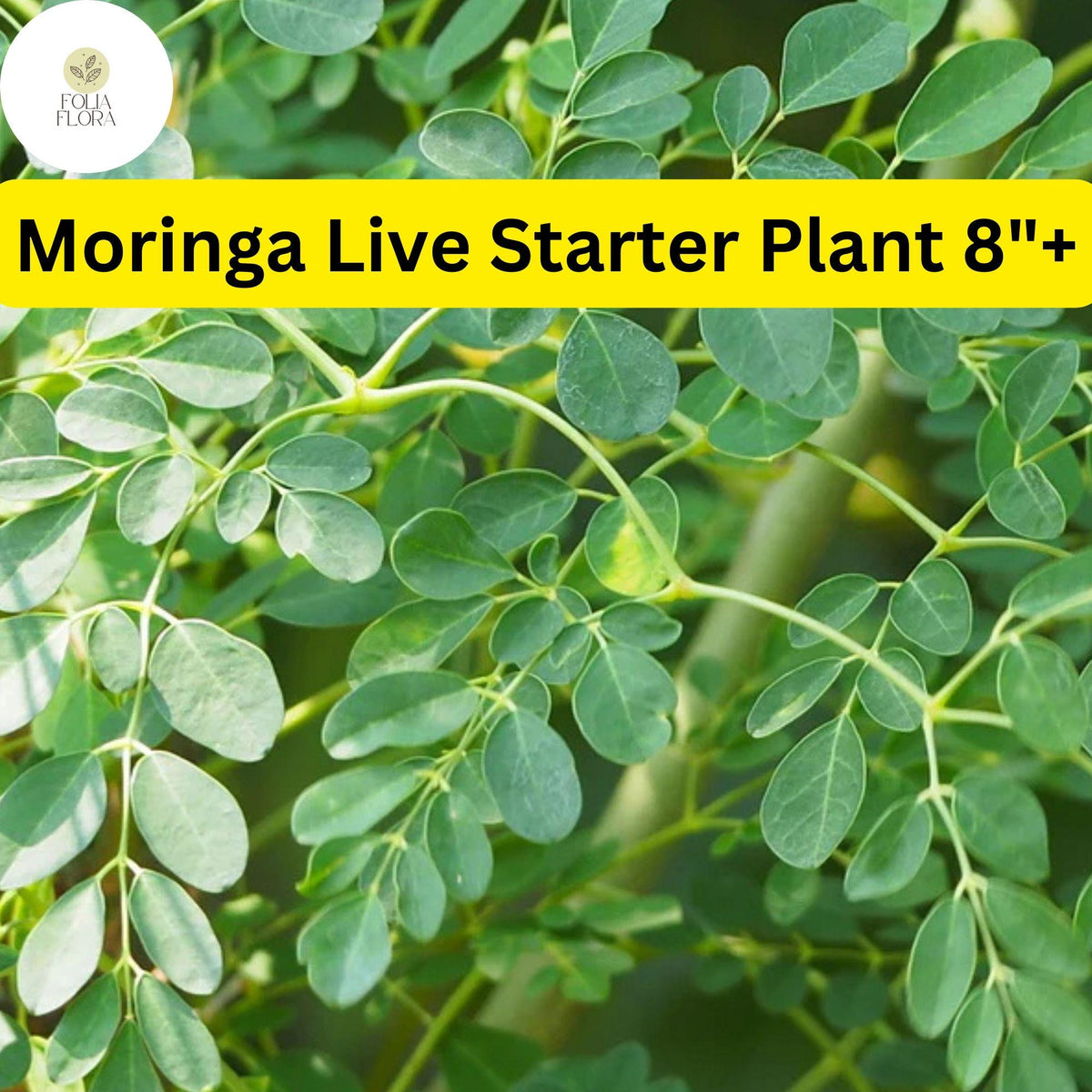 Rooted Moringa oleifera Live Plant | Edible Tree of Life for Food Forests & Permaculture