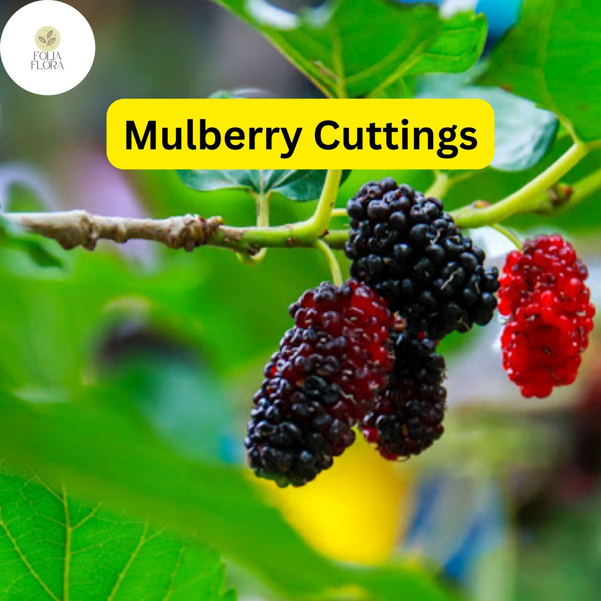 Mulberry Cuttings, Early-Fruiting Morus alba, Easy-to-Root, Edible Berries, Garden Planting Material