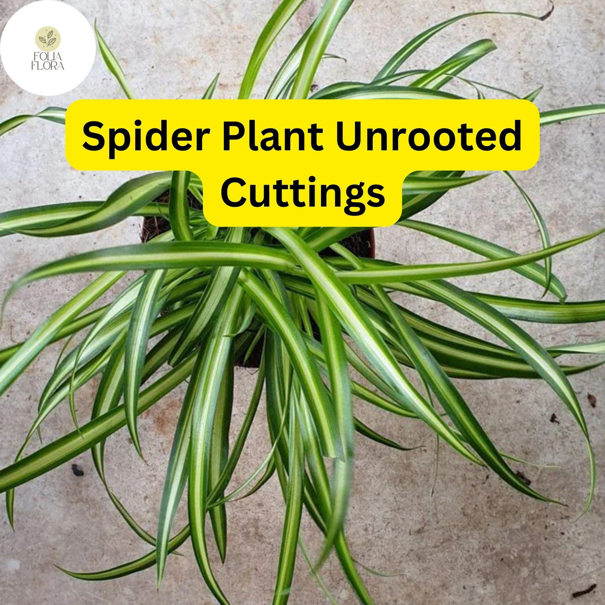 Unrooted Spider Plant Cuttings, Chlorophytum comosum, Indoor Air Purifier, Green & White Striped Foliage, Easy Care