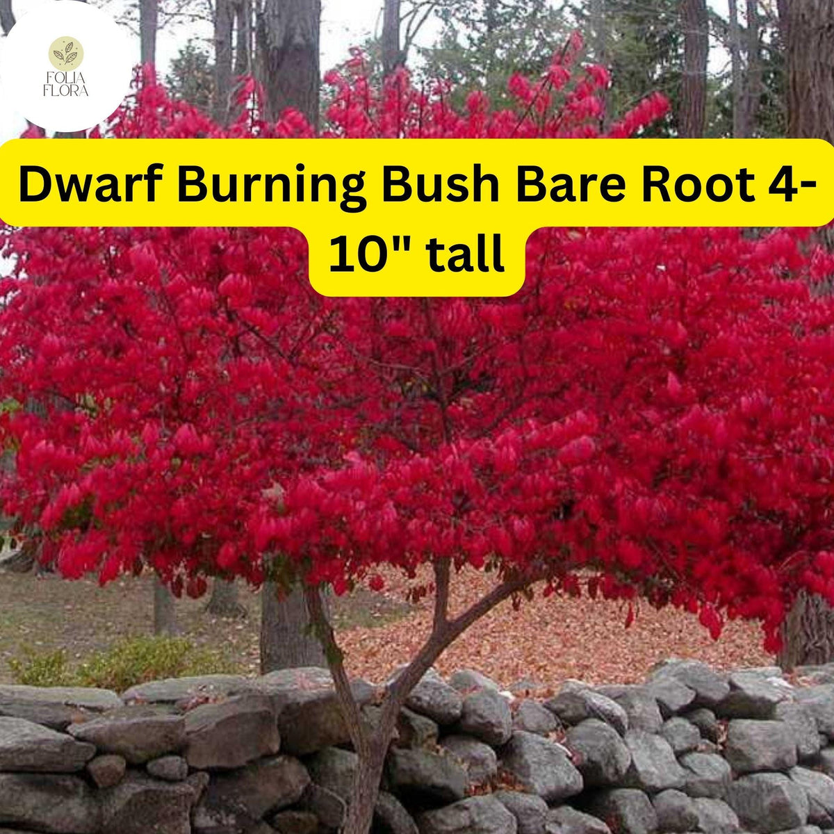 Dwarf Burning Bush Plants 10 Pack | Euonymus alatus Bare Root Shrubs with Red Fall Foliage | Compact Landscape Hedges