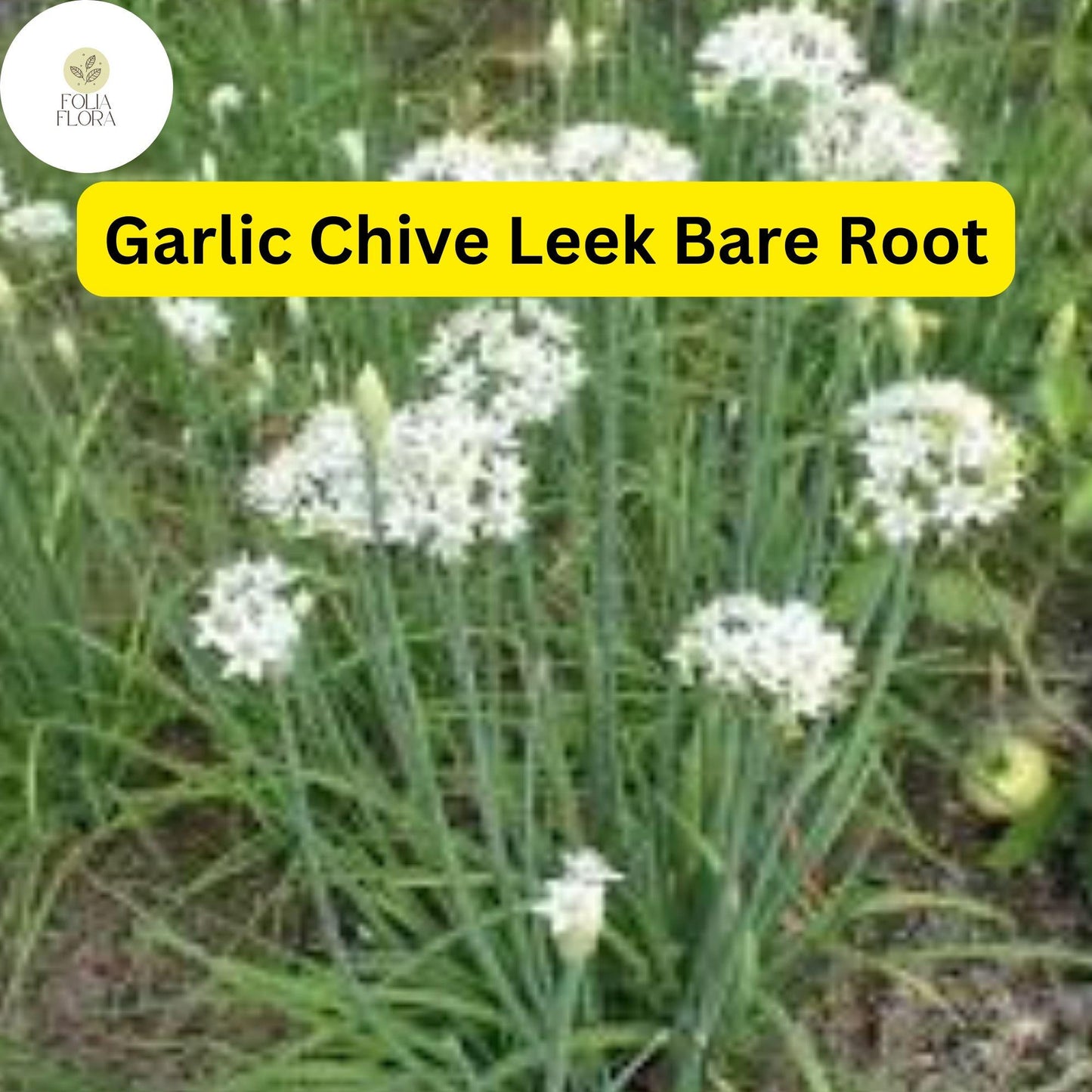 50 Live Garlic Chive Leek Plants - Edible Perennial Herb, Organic, Allium tuberosum, Bare Root, Culinary Greens
