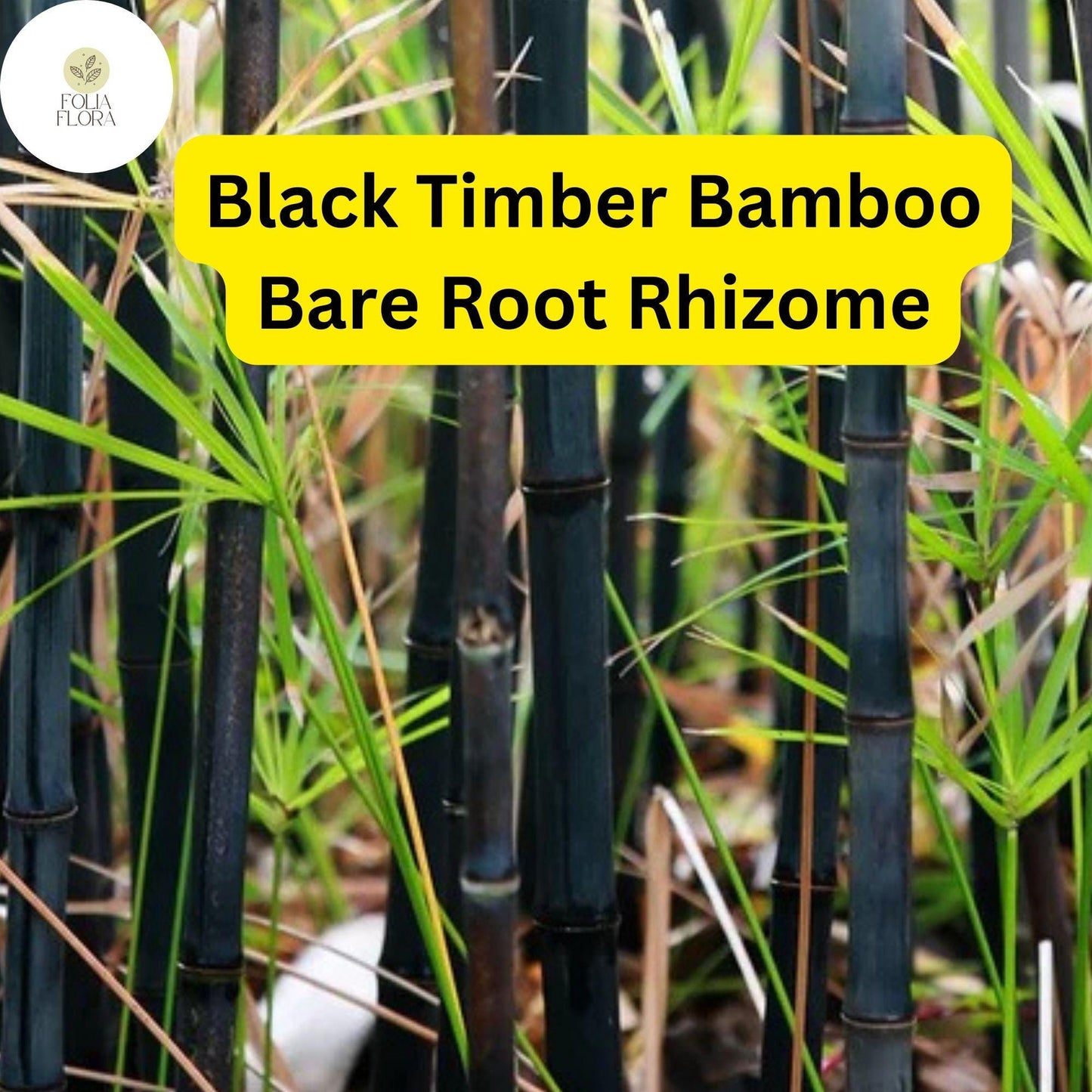 Black Timber Bamboo Rhizomes – Phyllostachys nigra, Ornamental Clumping Bamboo, Fast-Growing, Hardy, Privacy Screen, Landscape Plant