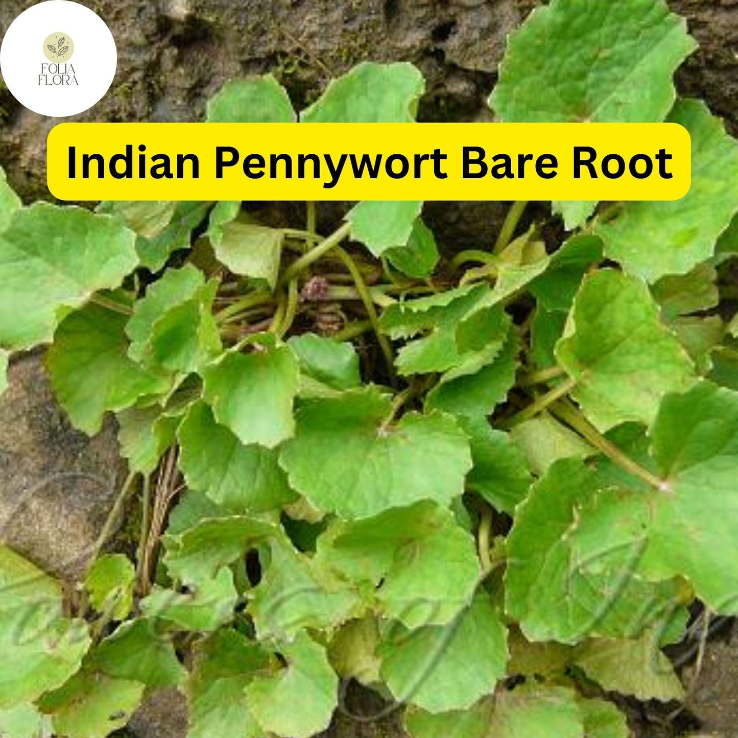 Pennywort Live Plants Bare Root Centella asiatica Aquatic Herb for Water Gardens, Ponds, and Ground Cover