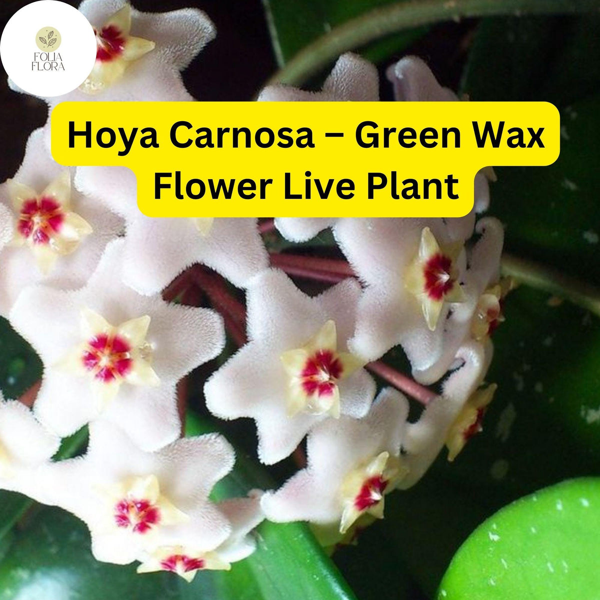 Hoya Carnosa Live Plant - Wax Flower, Vining Houseplant in 3” Nursery Pot, Fragrant Star-Shaped Blooms, Easy-Care Indoor Plant