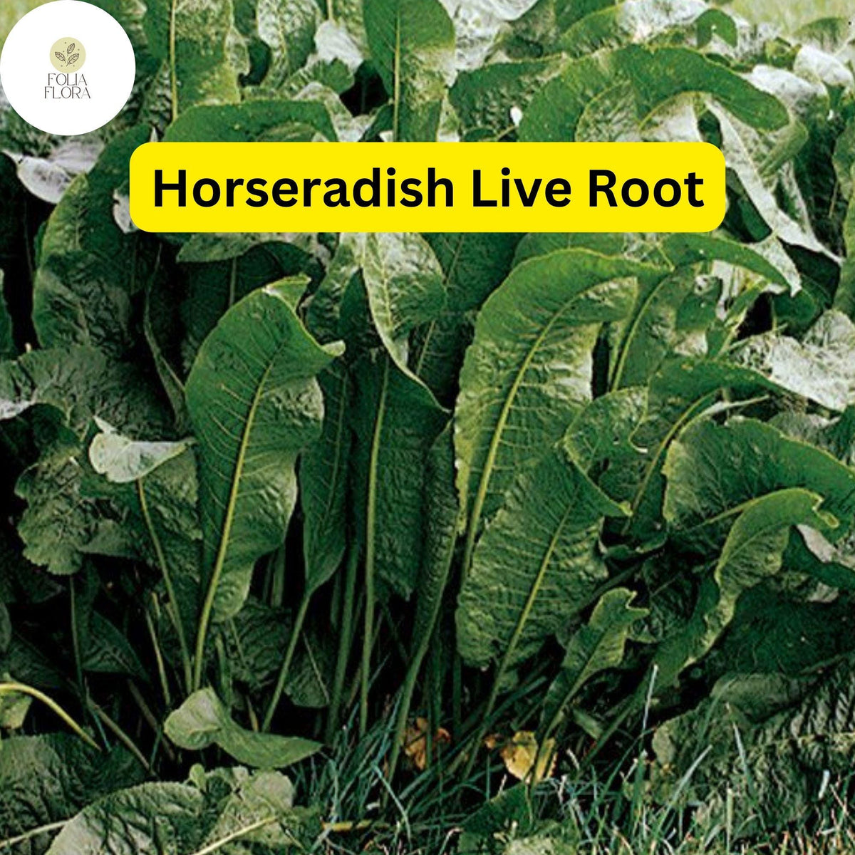 Organic Horseradish Roots – Heirloom Garden Starter Plants – Edible Pungent Roots for Culinary Use – Scientific Name: Armoracia rusticana