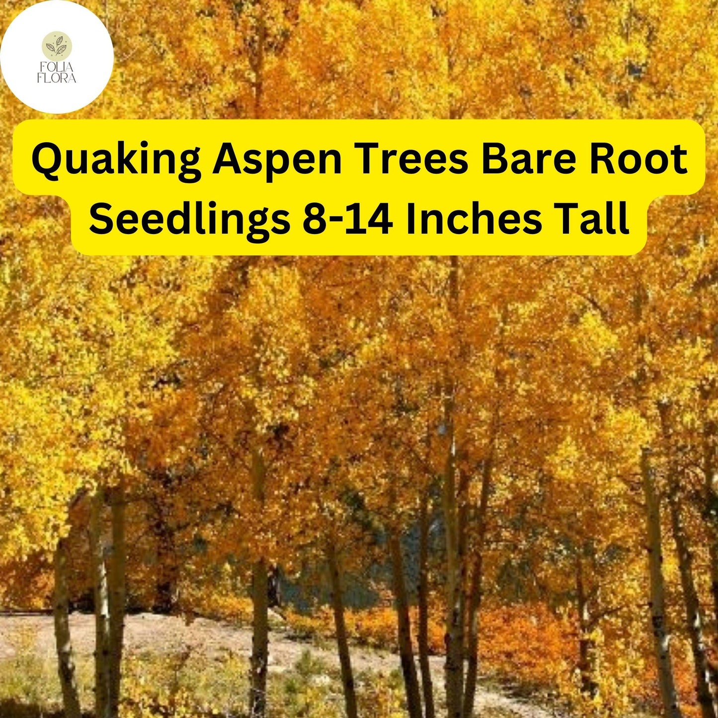 Quaking Aspen Trees Bare Root Seedlings 8-14 Inches Tall Populus tremuloides Deciduous Shade & Landscape