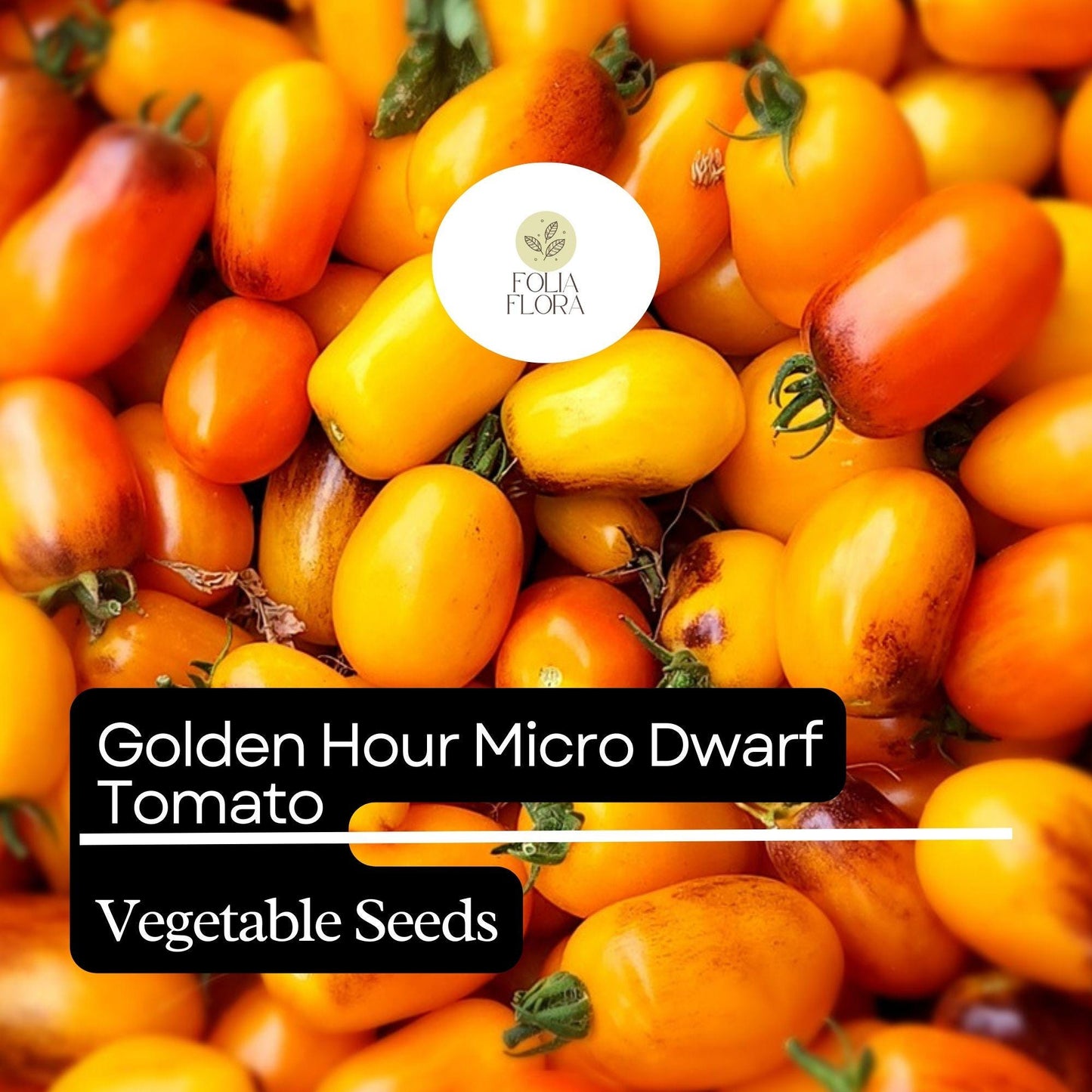 Golden Hour Micro Dwarf Tomato Seeds – Heirloom, Non-GMO, Compact Cherry Tomato, Solanum lycopersicum