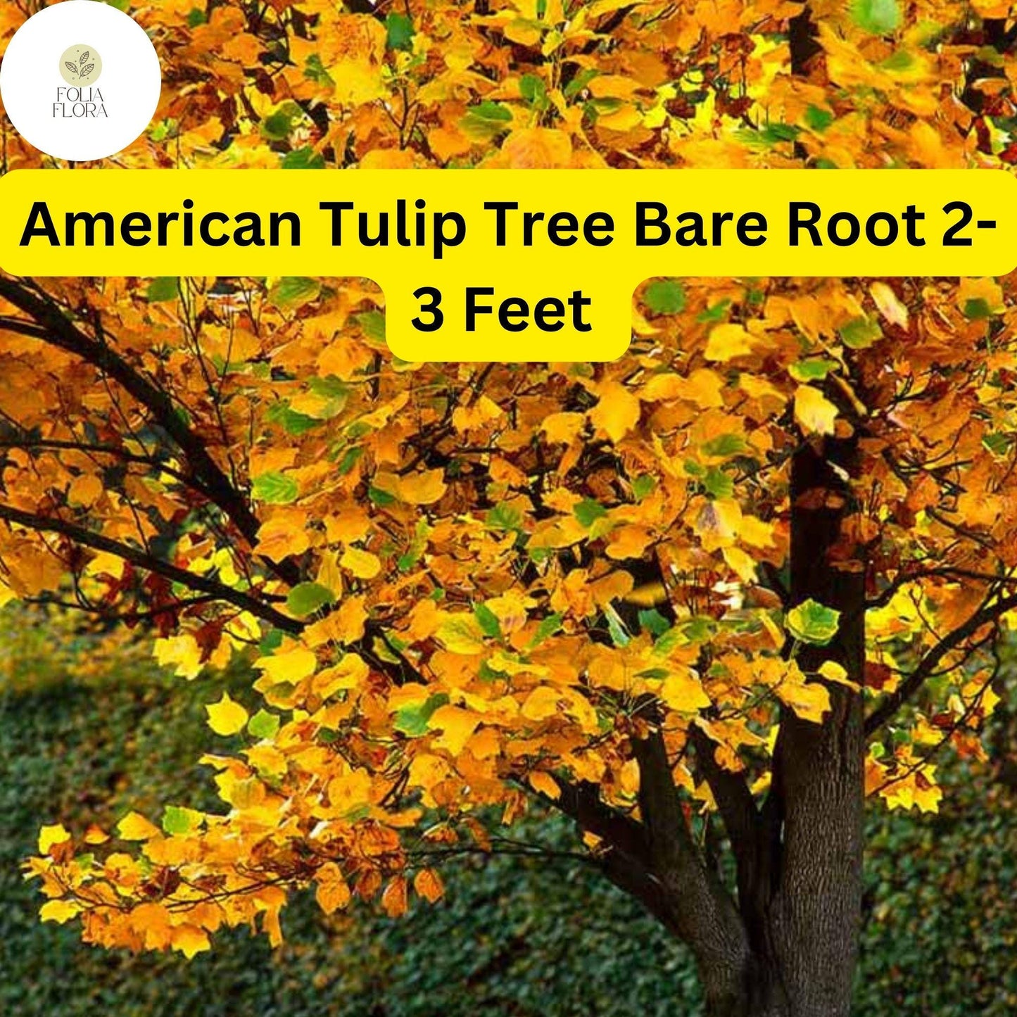 American Tulip Tree Bare Root Plant - 2-3 ft, Liriodendron tulipifera, Fast-Growing Shade & Ornamental Tree