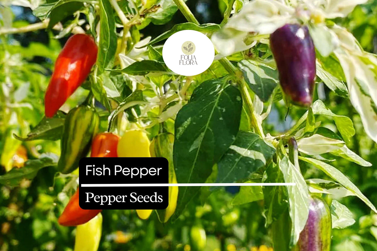 20 Fish Pepper Seeds – Heirloom Non-GMO Spicy Chili Capsicum annuum, Striped Ornamental Fruit, High-Yield, Compact Plant