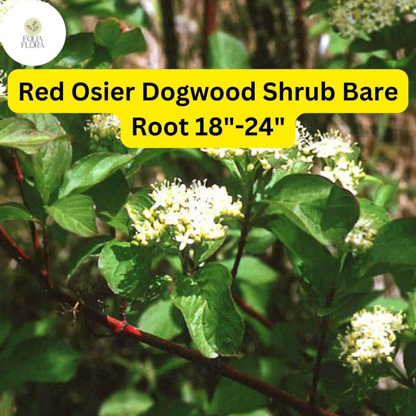 Red Osier Dogwood Shrub – Bare Root 18-24" Cornus sericea, Bright Red Stems, White Flowers, Ornamental Berries